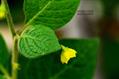 Capsicum ciliatum ، Witheringia ciliatum